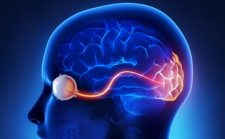  Neuroproteção no Glaucoma é foco de estudos e congressos